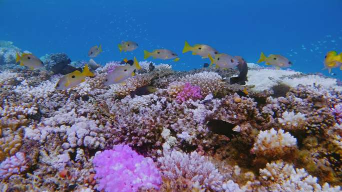 红海上五颜六色的带黑斑笛鲷的珊瑚礁-Marsa Alam-埃及