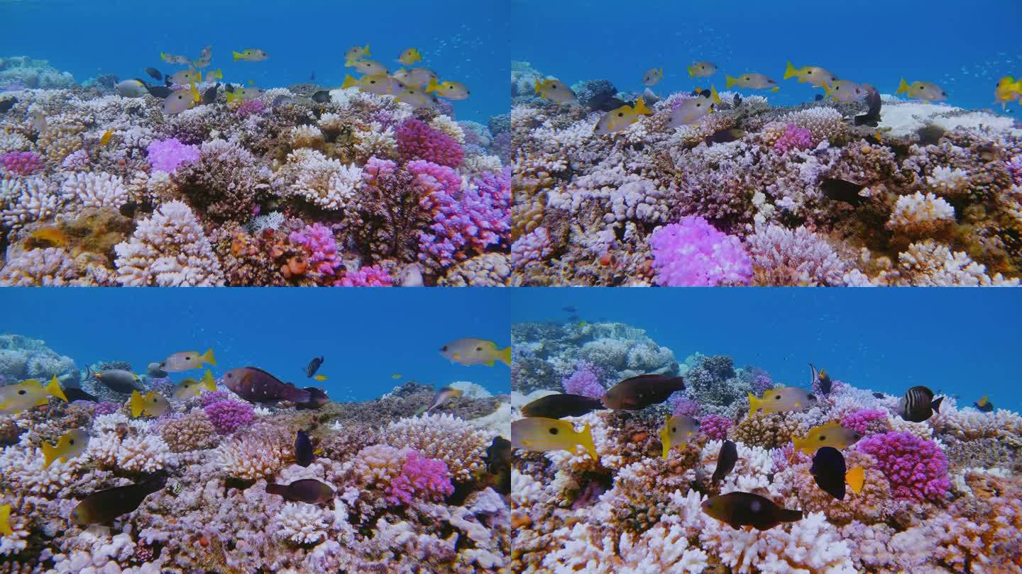 红海上五颜六色的带黑斑笛鲷的珊瑚礁-Marsa Alam-埃及