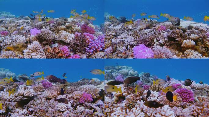 红海上五颜六色的带黑斑笛鲷的珊瑚礁-Marsa Alam-埃及