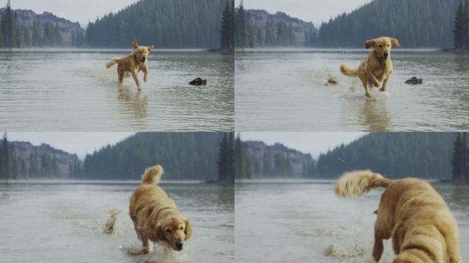 金毛猎犬在水里拿棍子