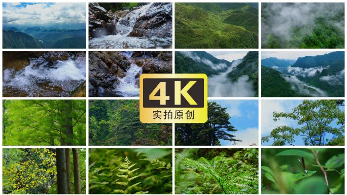 大自然 原始森林  山水