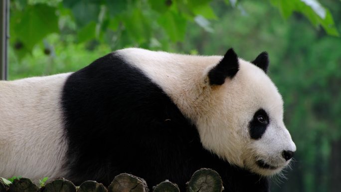 国宝熊猫 动物园 可爱的熊猫