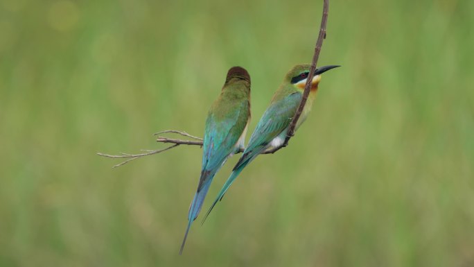 一对蜂虎