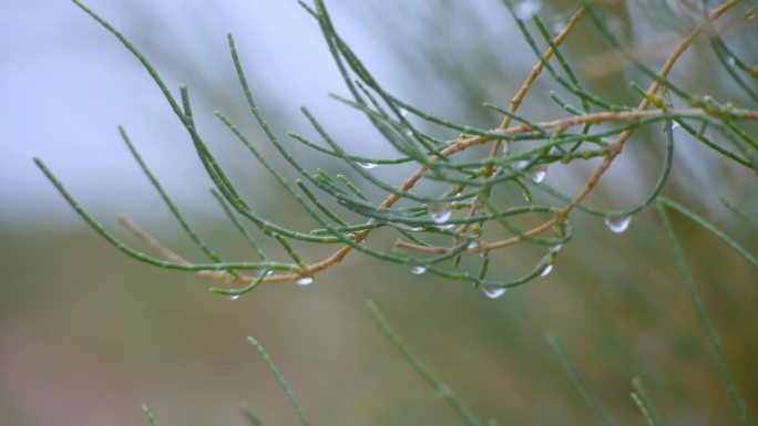 【4k】沙漠植物蚂蚁森林梭梭