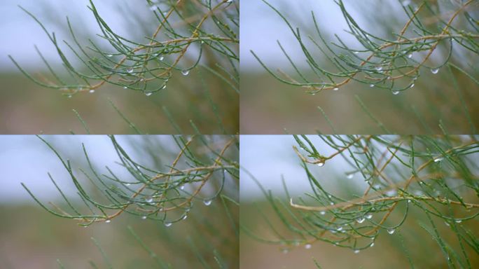 【4k】沙漠植物蚂蚁森林梭梭