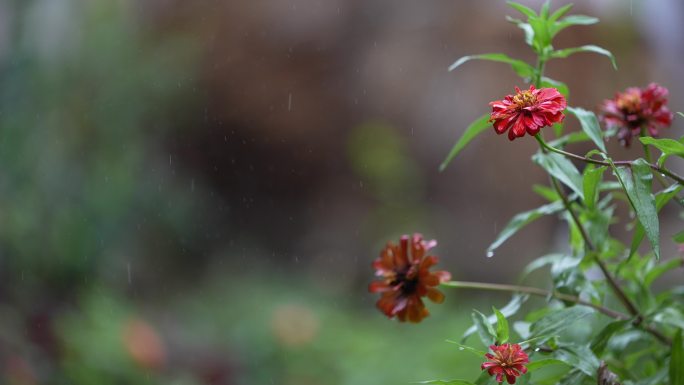 雨天雨水秋雨春雨红色花朵情绪伤心伤感悲伤
