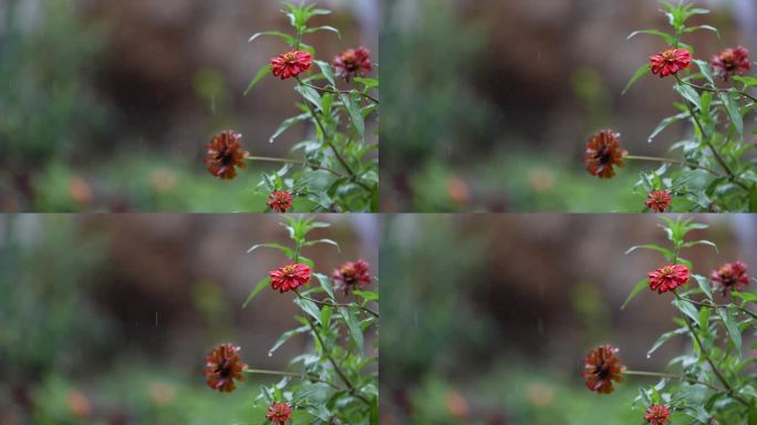 雨天雨水秋雨春雨红色花朵情绪伤心伤感悲伤