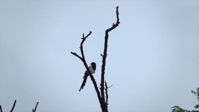 树上枝头站立的喜鹊