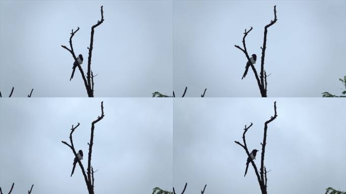 树上枝头站立的喜鹊