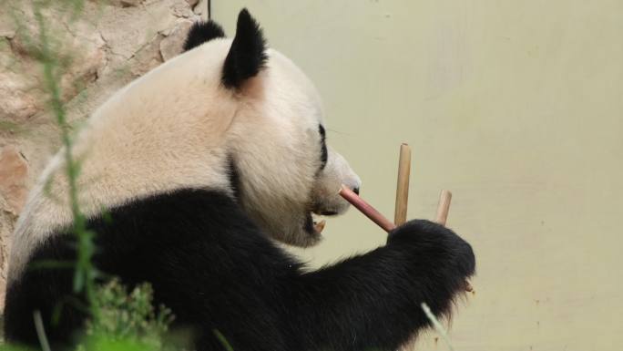 熊猫 熊猫吃竹子 国宝 动作园 熊猫基地