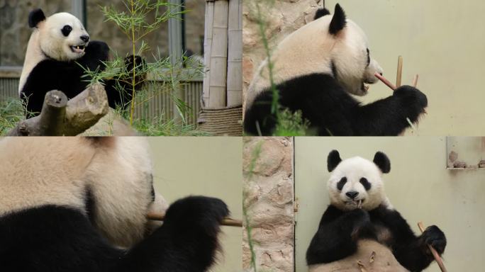 熊猫 熊猫吃竹子 国宝 动作园 熊猫基地