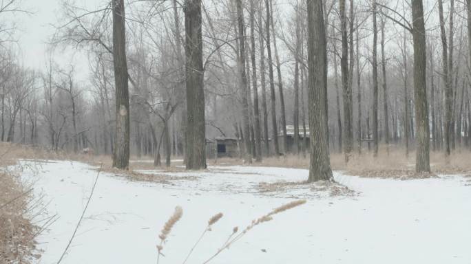 雪景 茅草屋 树林 森林 雪地 草房子