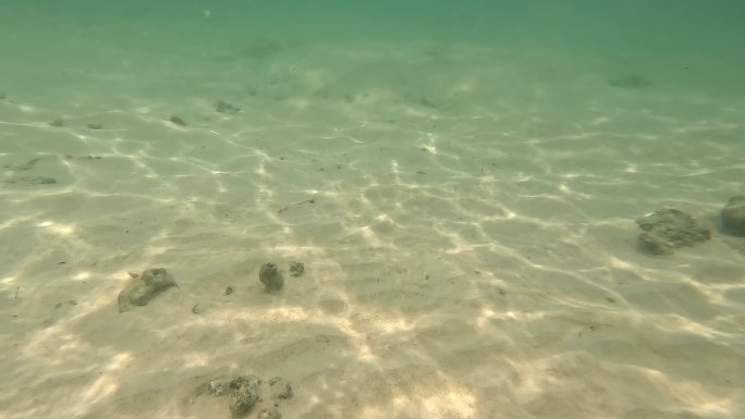 水下场景，海床上的阳光，成群的小鱼和大鱼。