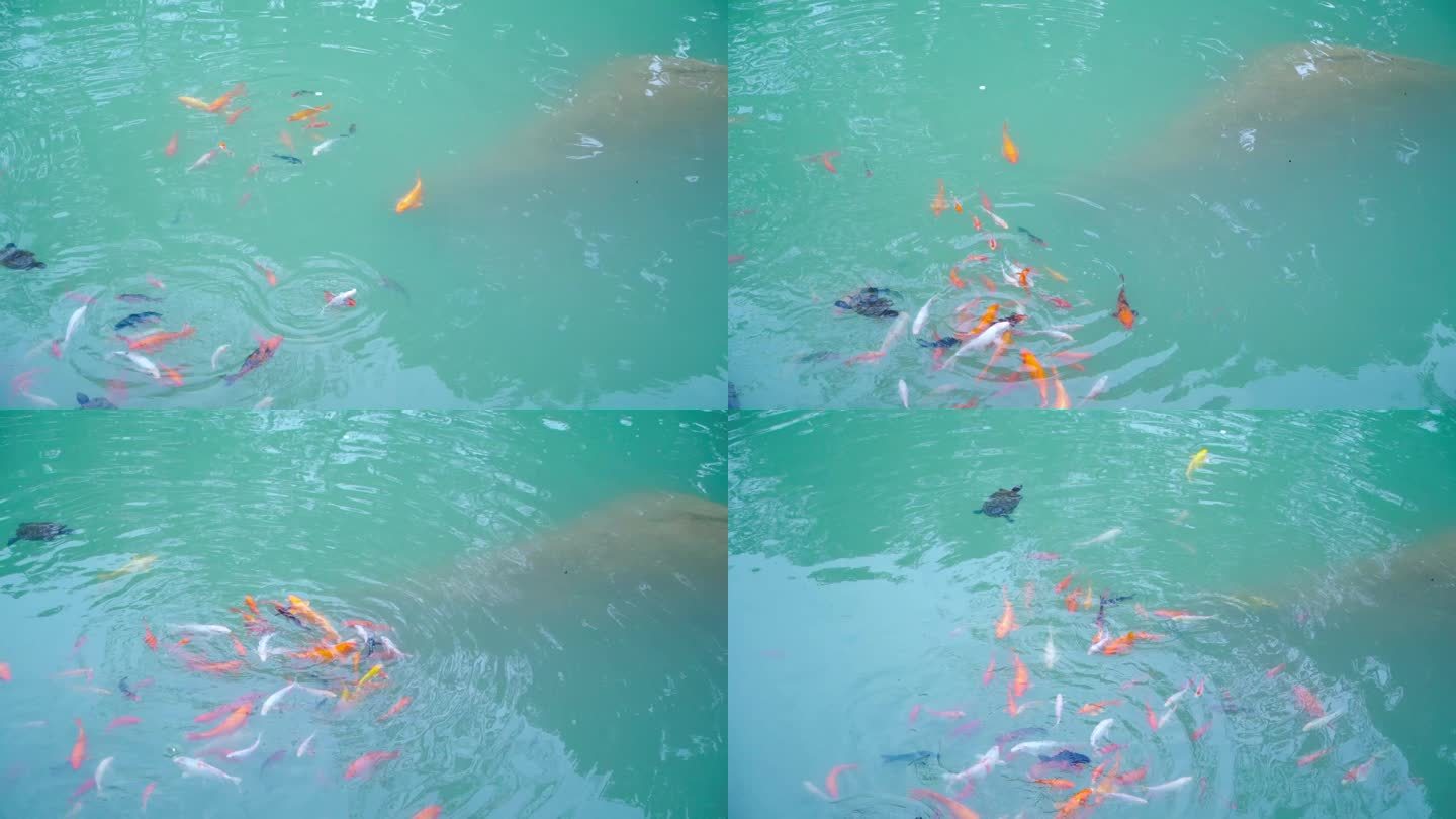 鱼池池塘里游动的金鱼