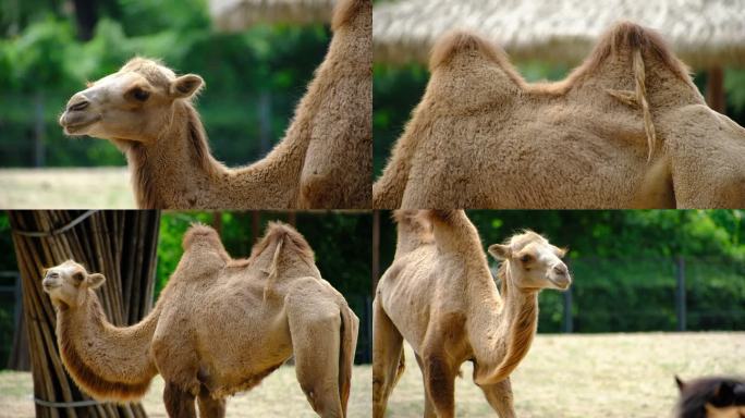 驼峰 骆驼 动物园的骆驼