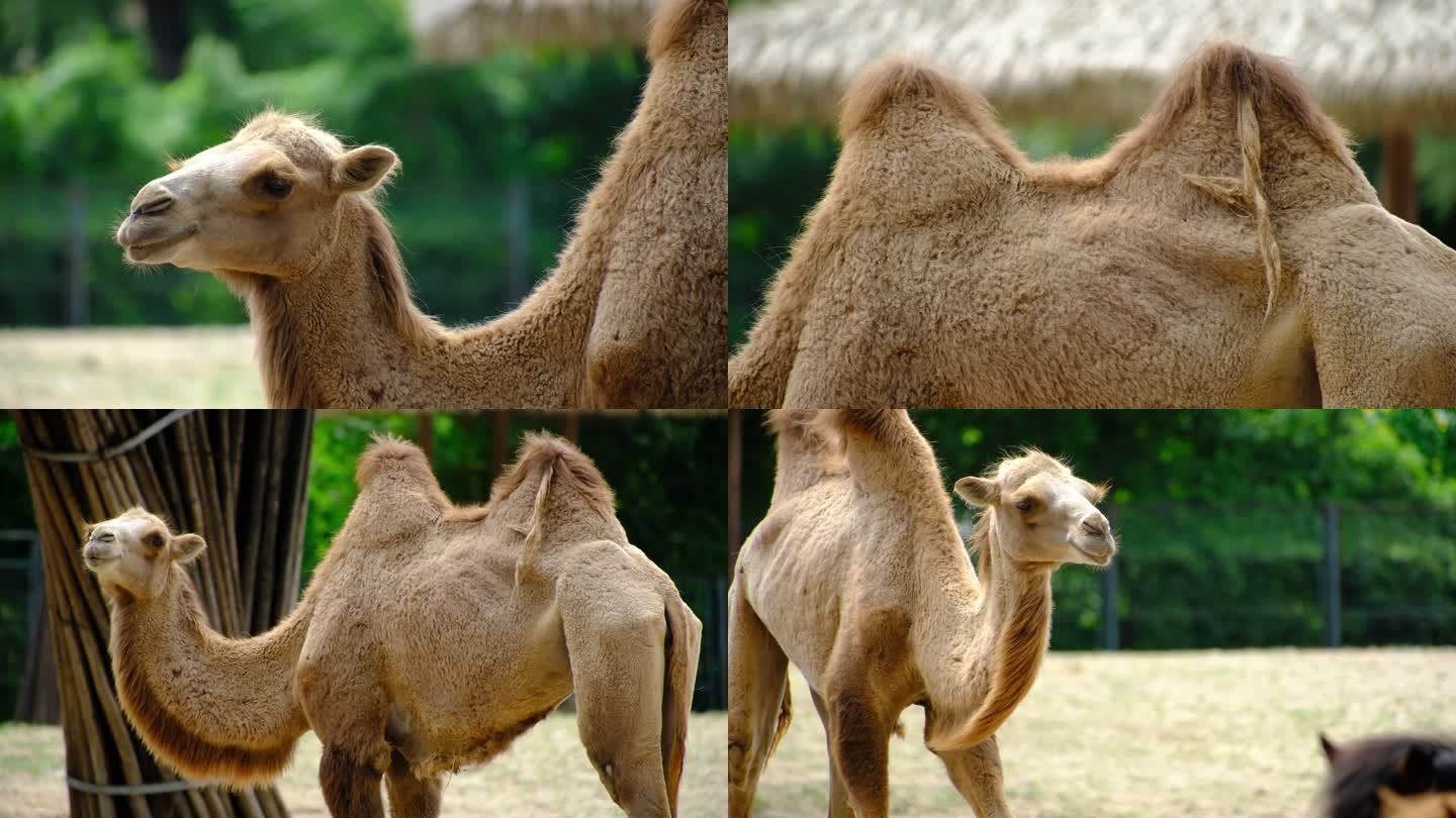 驼峰 骆驼 动物园的骆驼