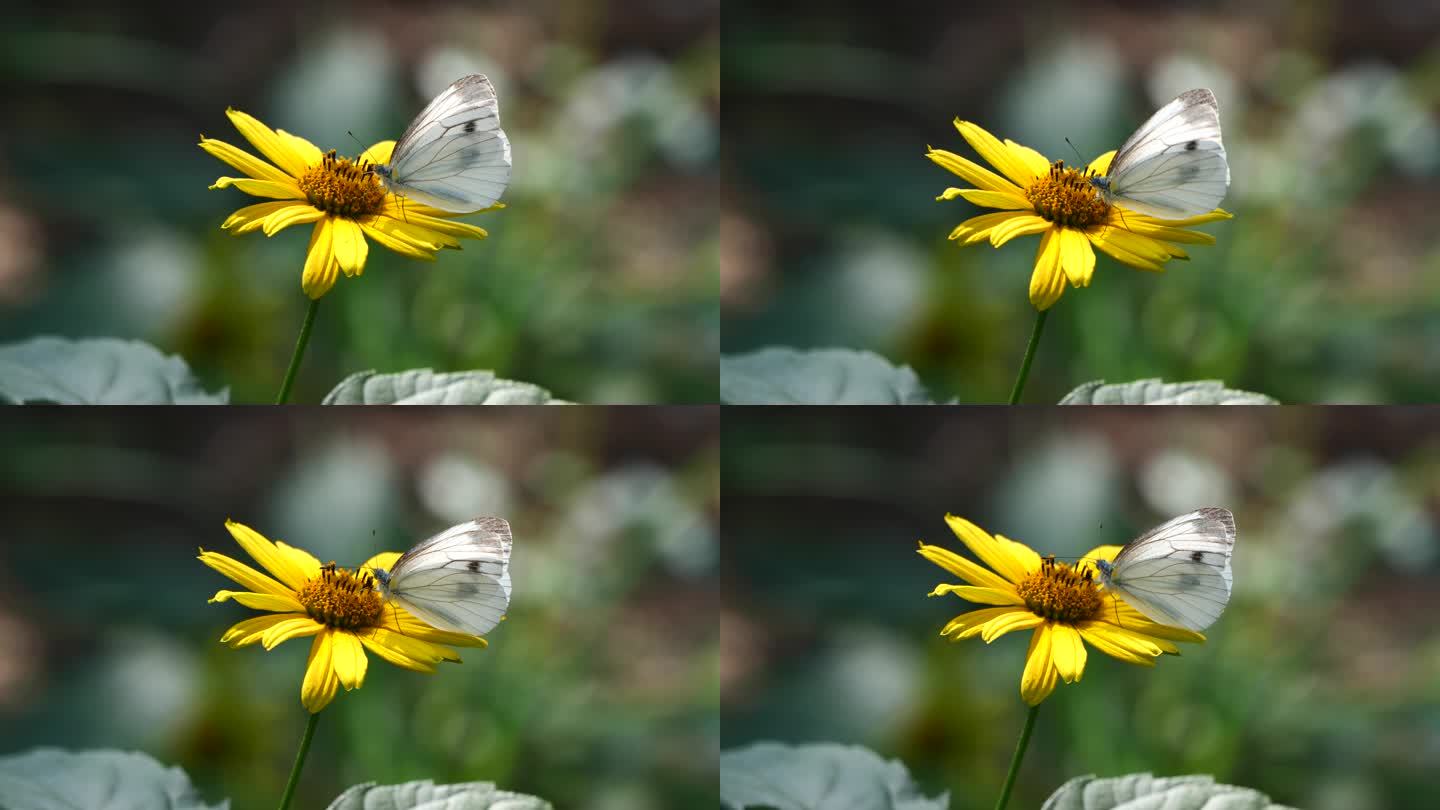 大自然蝴蝶飞舞高速摄影慢镜头