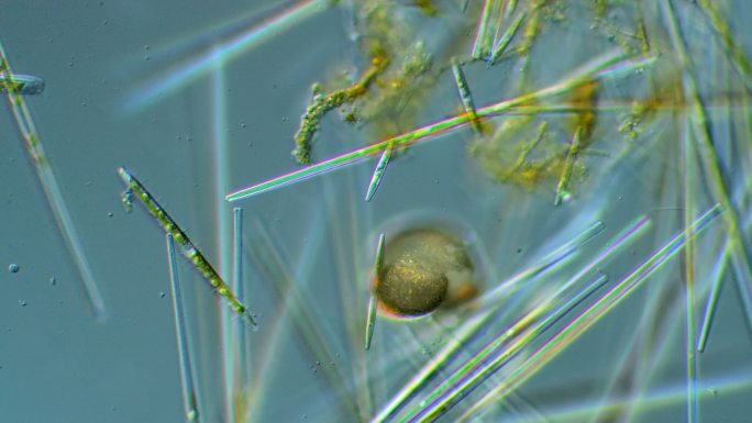 硅藻-微生物显微观察显微摄影微生物