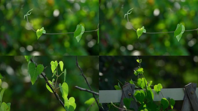 牵牛花藤蔓空镜头 可商用