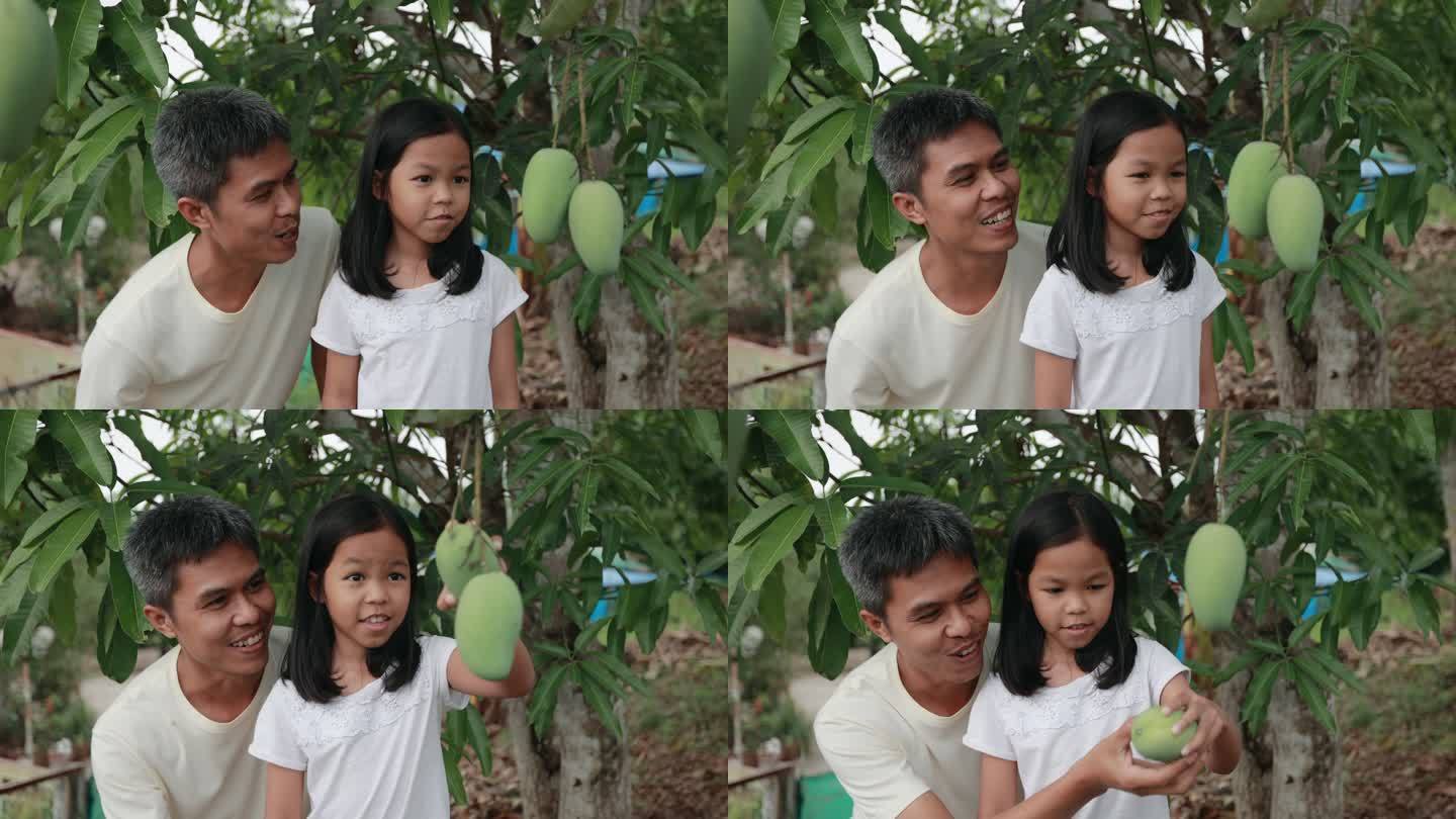 一个亚洲女孩和她的父亲一起在树上摘芒果。父亲和家庭生活方式的概念。