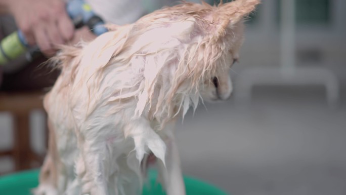 一名妇女在室外洗一只波美拉尼亚犬