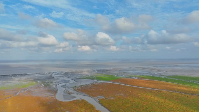 江苏盐城条子泥海涂湿地潮汐树景观