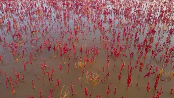 盐地碱蓬 红地毯 翅碱蓬 湿地 入海口