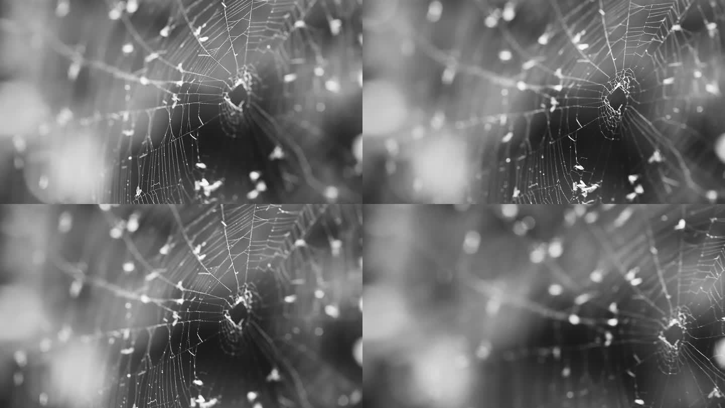 蜘蛛网上粘着的飞虫