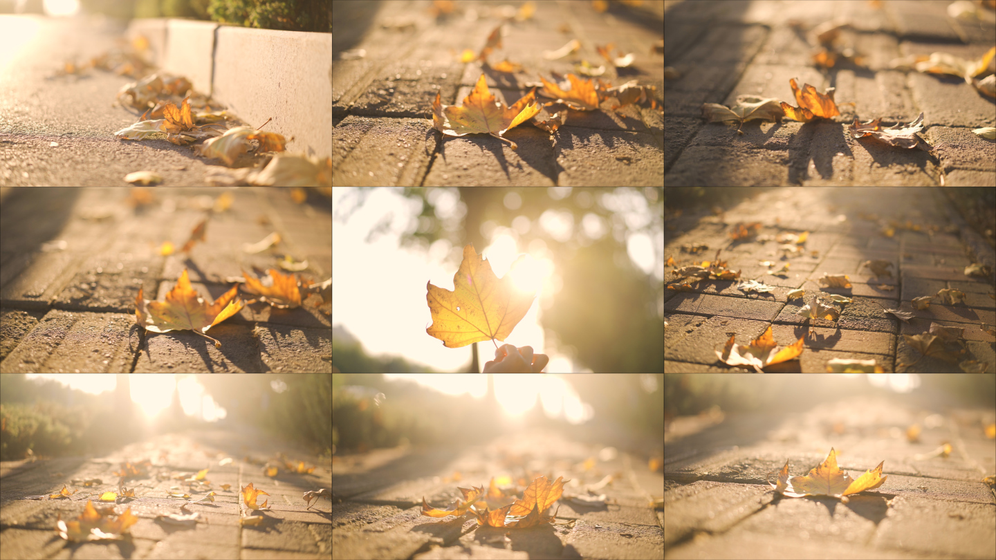 秋天阳光下的落叶