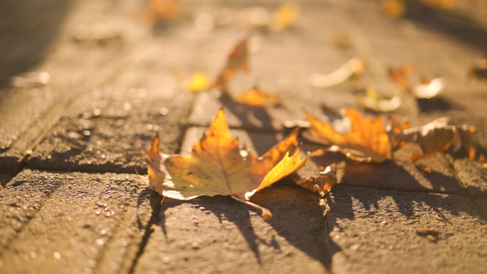 秋天阳光下的落叶