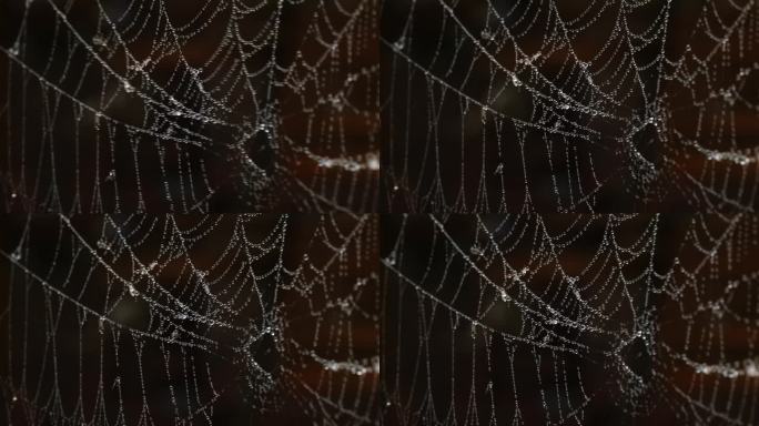 沾满水珠的蜘蛛网