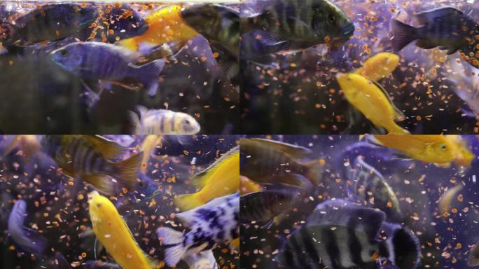 热带鱼争夺食物养殖