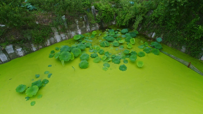 绿藻浮萍