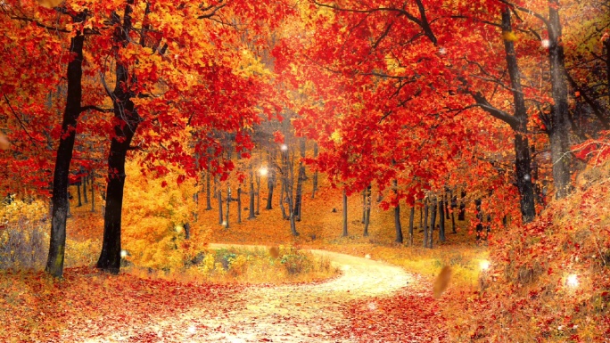 唯美治愈秋天风景林间小路桌面背景