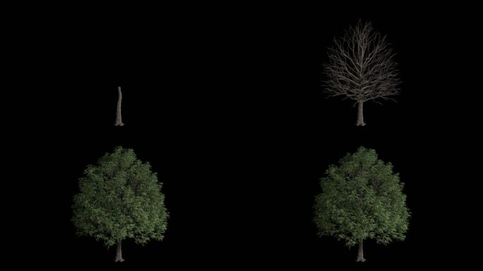 3D透明通道树木生长动画