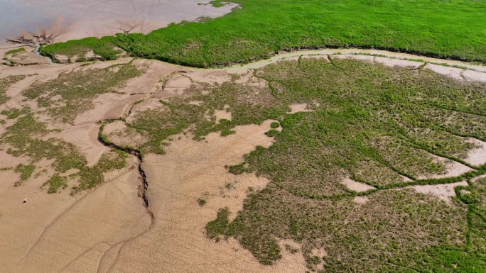 江苏盐城条子泥海涂湿地潮汐树景观