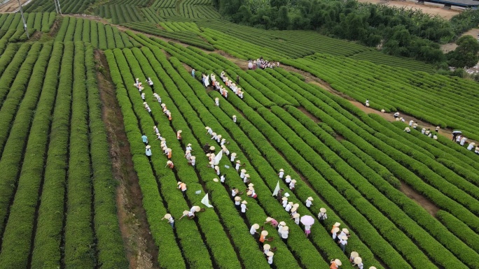 一大群人在绿茶园采茶的空中视频