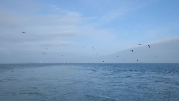 风电场 鸟 生态大海 自然