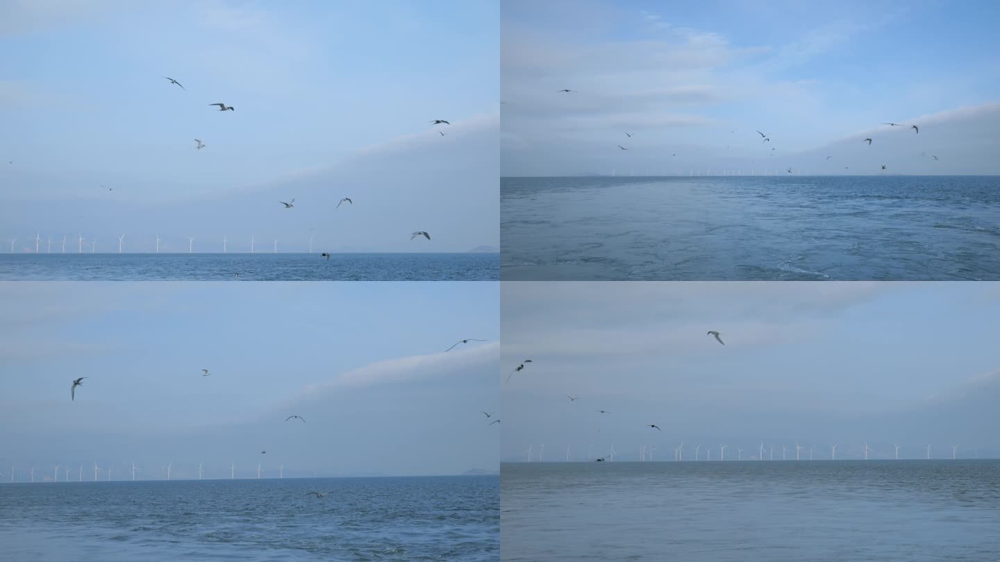 风电场 鸟 生态大海 自然