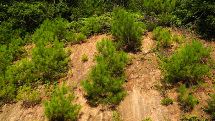 悬崖峭壁上生长的松树植被石头长草植物松林