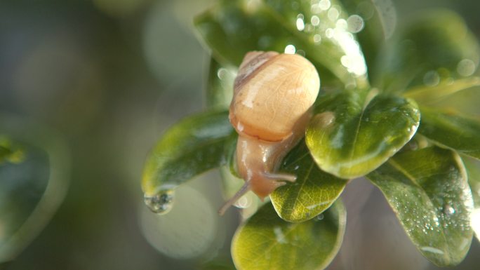 蜗牛  勤能补拙 坚持不懈