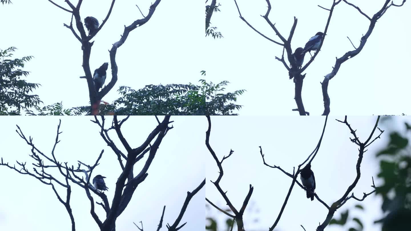 树枝上的喜鹊鸟儿合集