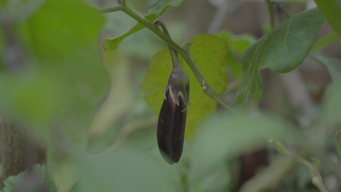 广东农村大山茄子种植