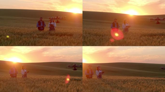 无人机正在检查小麦作物。