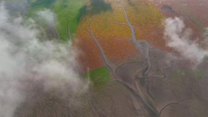 江苏盐城条子泥海涂湿地潮汐树景观