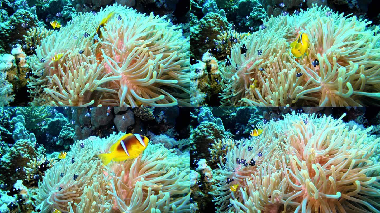 热带海洋中的小丑鱼和海葵珊瑚。水下射击