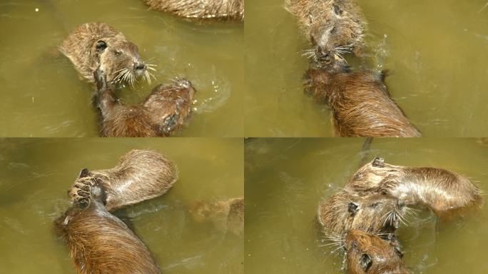海狸鼠在水中的有趣战斗