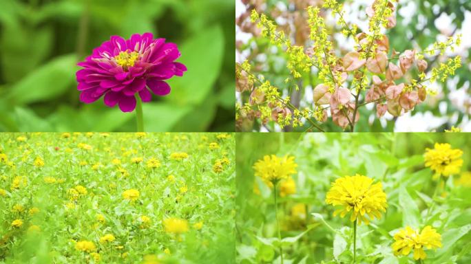 【原创】春秋 花草 微风 空镜头 特写