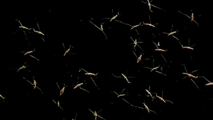 池塘 河水 水黾 水蚊子