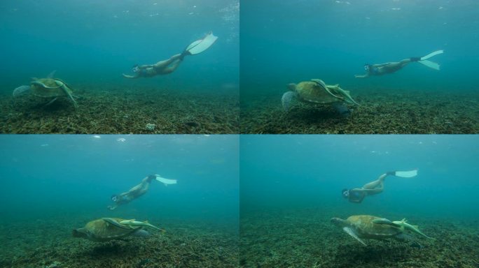 4K年轻女子潜水，自由潜水，潜水，浮潜与绿海龟在海中
